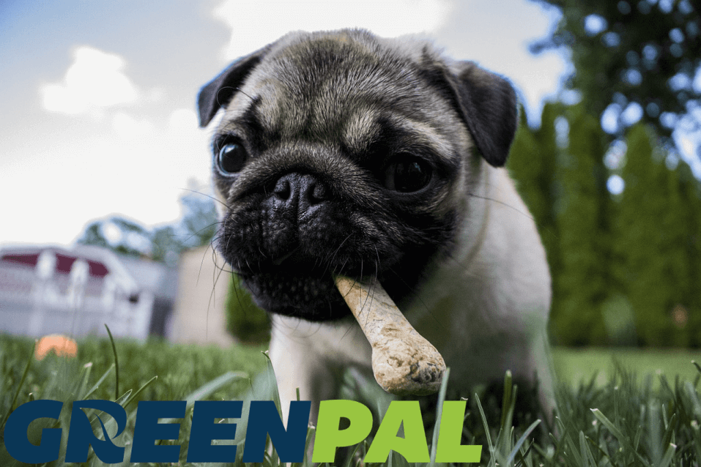  GreenPal merch