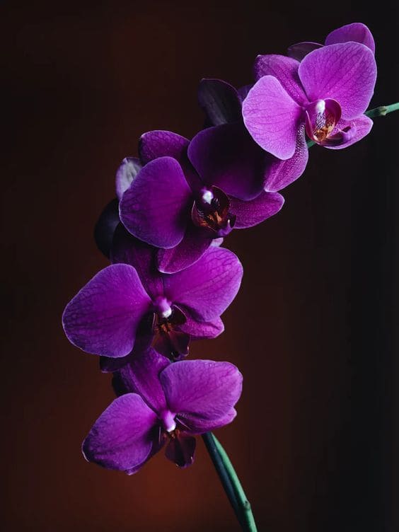 Сияющая Орхидея